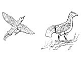 Pheasant and Game-cock, from Assyrian bas-relief